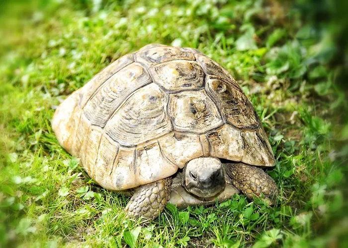 酒店 布伦纳酒店 梅拉诺